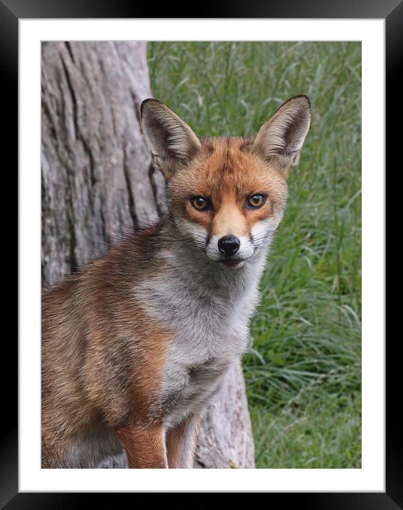  Red Fox UK Framed Mounted Print by Robert Stocker