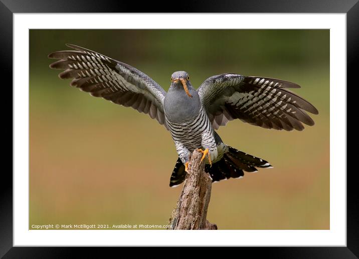 Cuckoo With The Morning Catch Framed Mounted Print by Mark McElligott