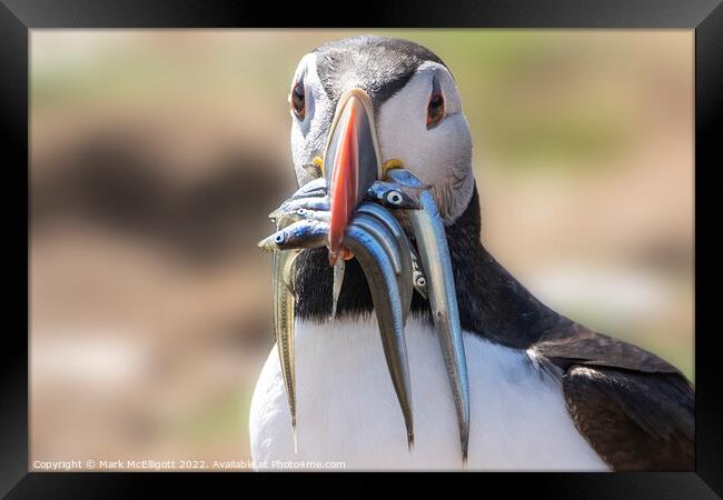 Puffin With Sand Eels Framed Print by Mark McElligott