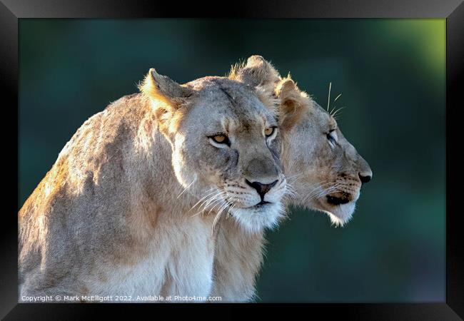 Lions Ready, Focussed and Alert Framed Print by Mark McElligott