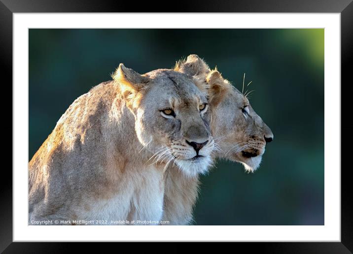 Lions Ready, Focussed and Alert Framed Mounted Print by Mark McElligott
