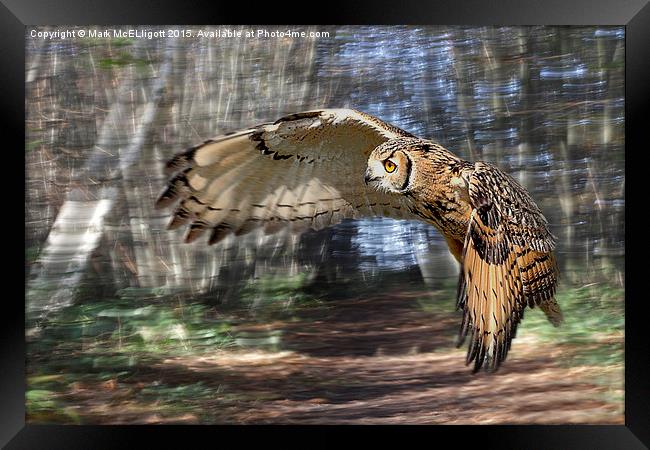 Eurasian Eagle Owl Framed Print by Mark McElligott