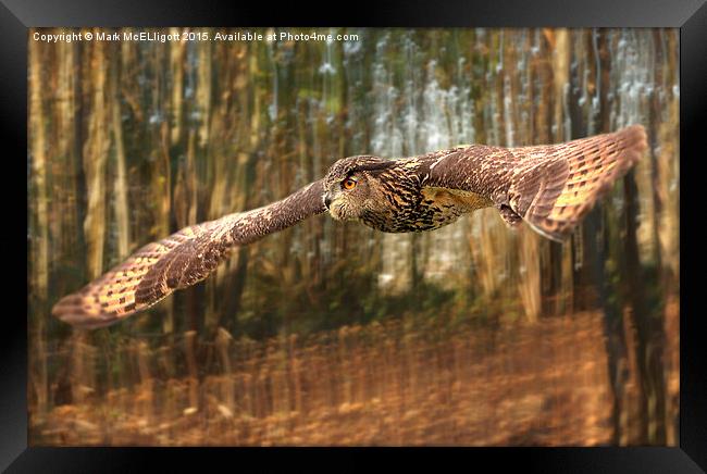  European Eagle Owl Framed Print by Mark McElligott