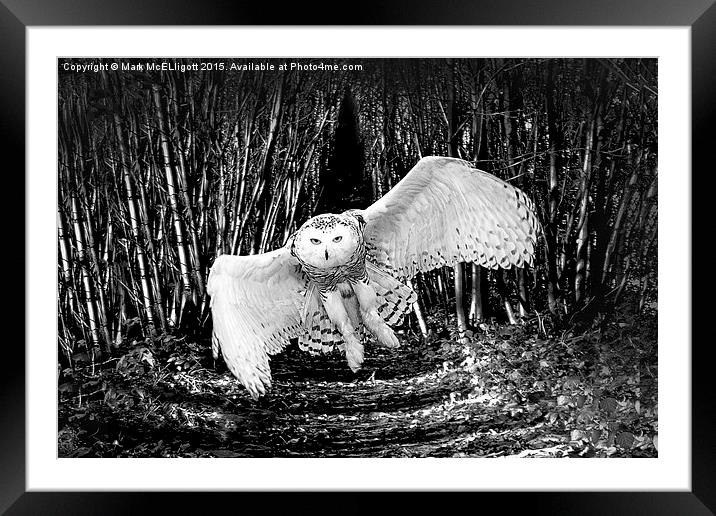 Snow Owl  Framed Mounted Print by Mark McElligott