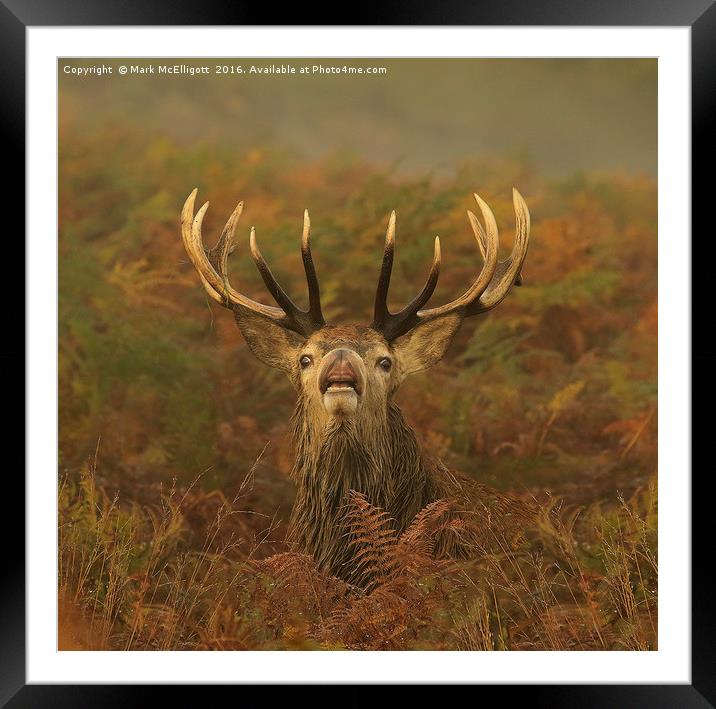 Stag Territory Framed Mounted Print by Mark McElligott