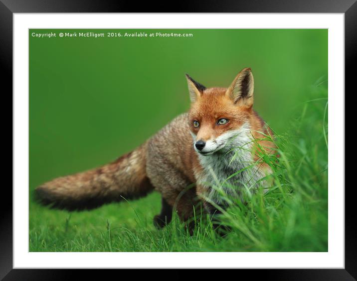 On The Prowl Framed Mounted Print by Mark McElligott