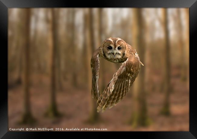 Tawny Owl On The Hunt Framed Print by Mark McElligott