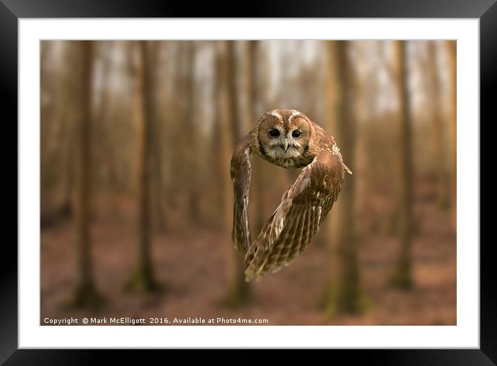 Tawny Owl On The Hunt Framed Mounted Print by Mark McElligott