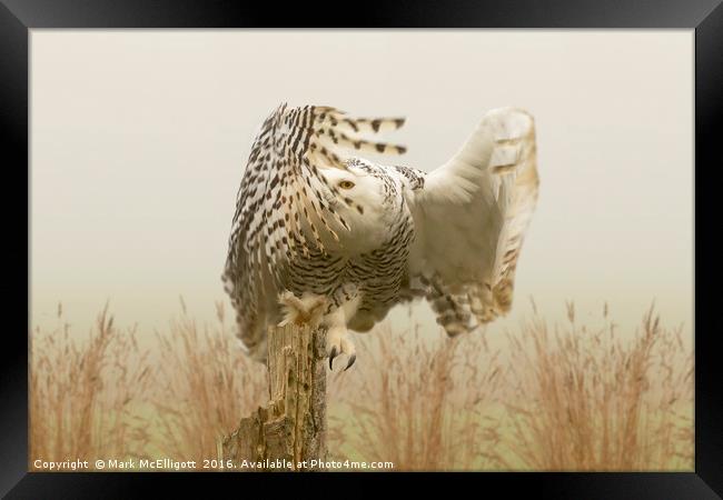 Snow Owl, Eye Spy In The Mist Framed Print by Mark McElligott