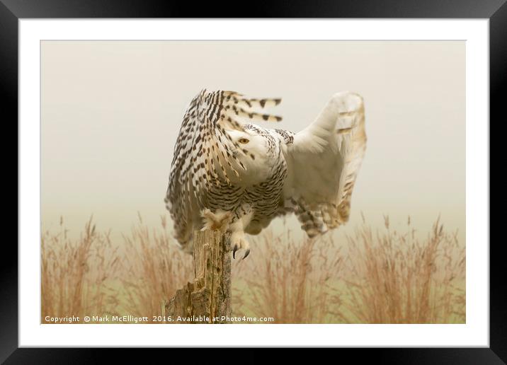 Snow Owl, Eye Spy In The Mist Framed Mounted Print by Mark McElligott