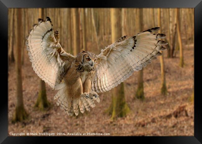 Eurasian Eagle Owl On The Hunt Framed Print by Mark McElligott
