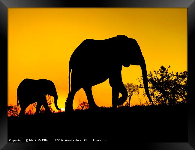 Elephant Silhouette  Framed Print by Mark McElligott