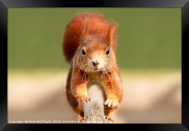 Red Squirrel  Framed Print by Mark McElligott
