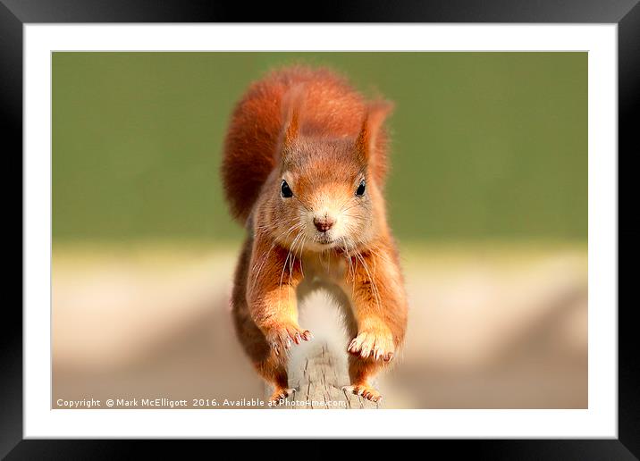 Red Squirrel  Framed Mounted Print by Mark McElligott