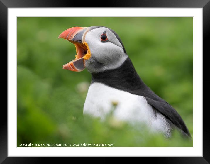 Puffin Call Of Love Framed Mounted Print by Mark McElligott