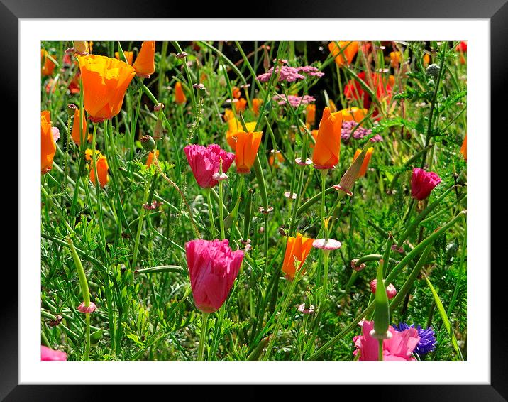 Allotment Flowers  Framed Mounted Print by ian jackson