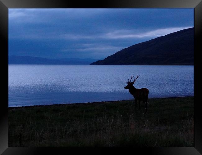  Red Deer looking to Skye Framed Print by ian jackson