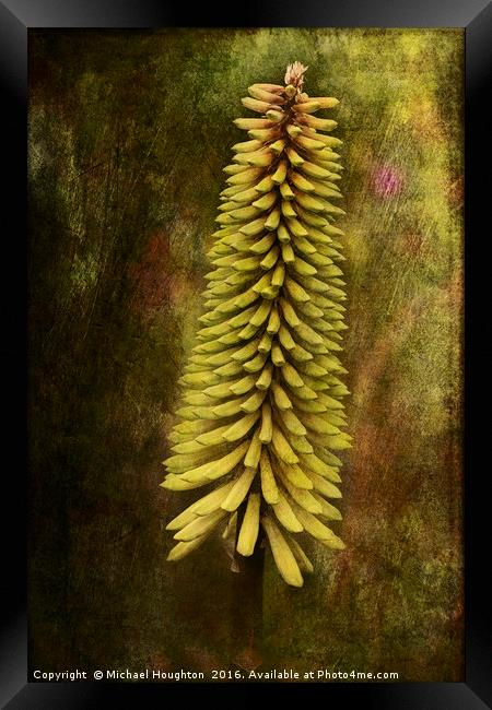 Kniphofia Framed Print by Michael Houghton