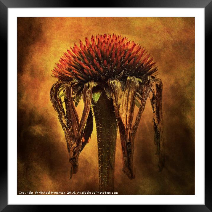 Last days of an Echinacea Framed Mounted Print by Michael Houghton