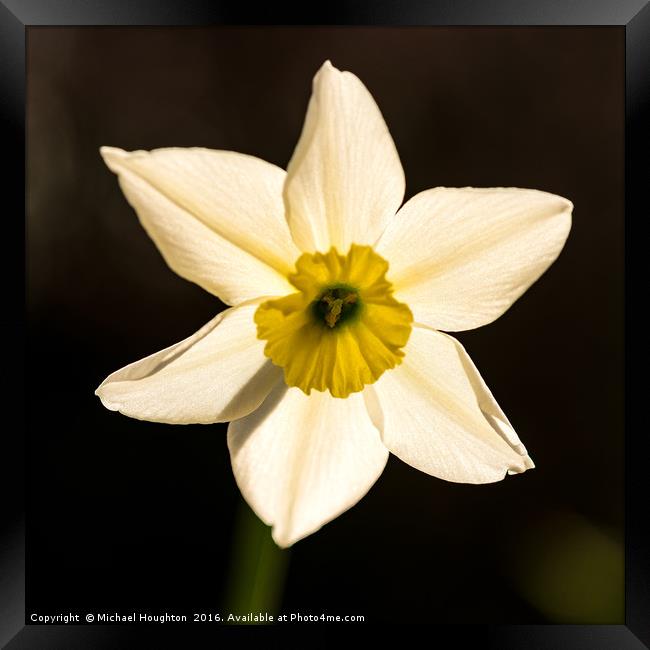 Backlit Narcissus Framed Print by Michael Houghton