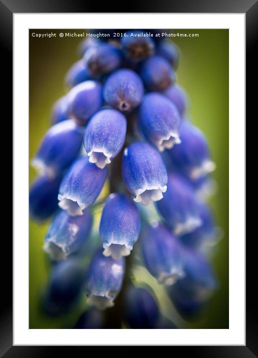 Muscari  Framed Mounted Print by Michael Houghton