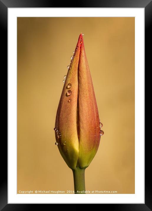 Tulip Ballerina Framed Mounted Print by Michael Houghton