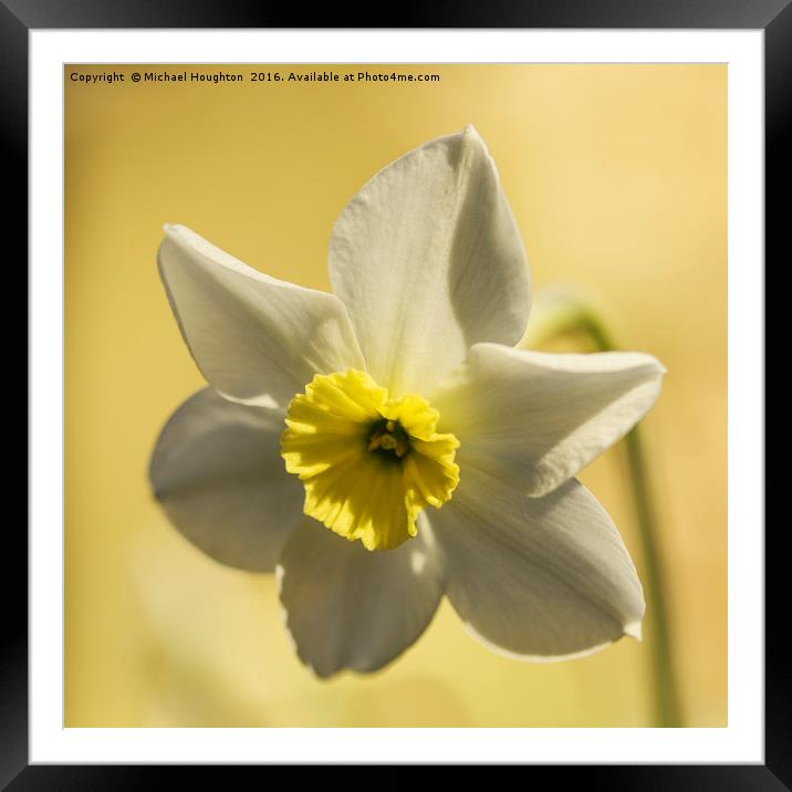 White Narcissus Framed Mounted Print by Michael Houghton