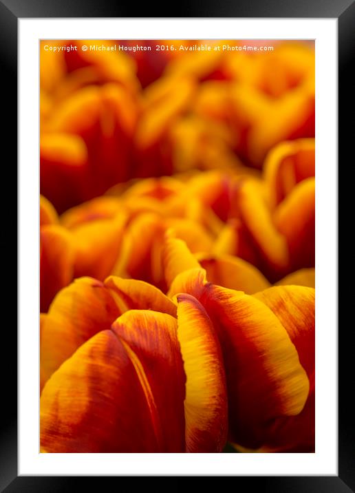Tulips Abu Hassan Framed Mounted Print by Michael Houghton