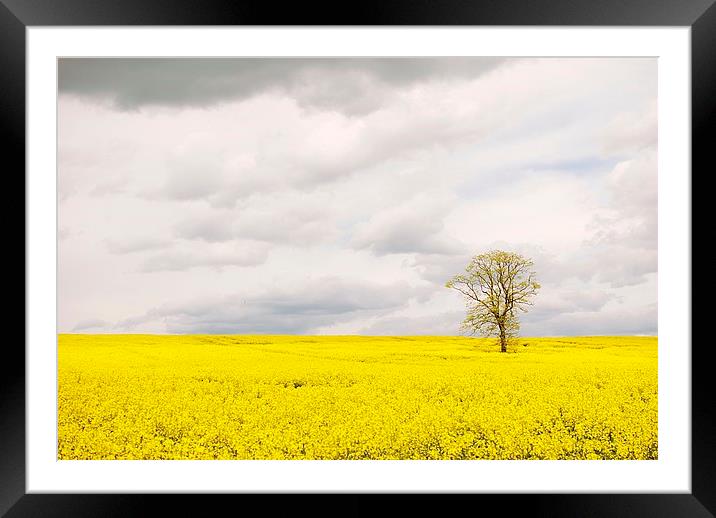  Belvoir Tree Framed Mounted Print by Andy McDonald