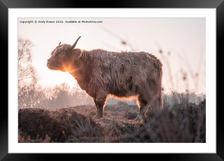 A brown cow standing on top of a grass covered field Framed Mounted Print by Andy Evans