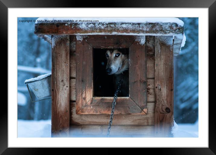The Shy Husky Framed Mounted Print by Andy Evans