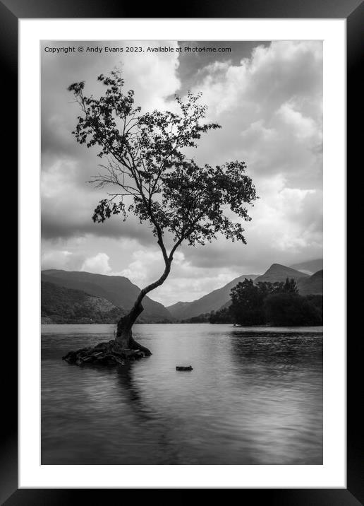 Llyn Pardarn Lone Tree Framed Mounted Print by Andy Evans