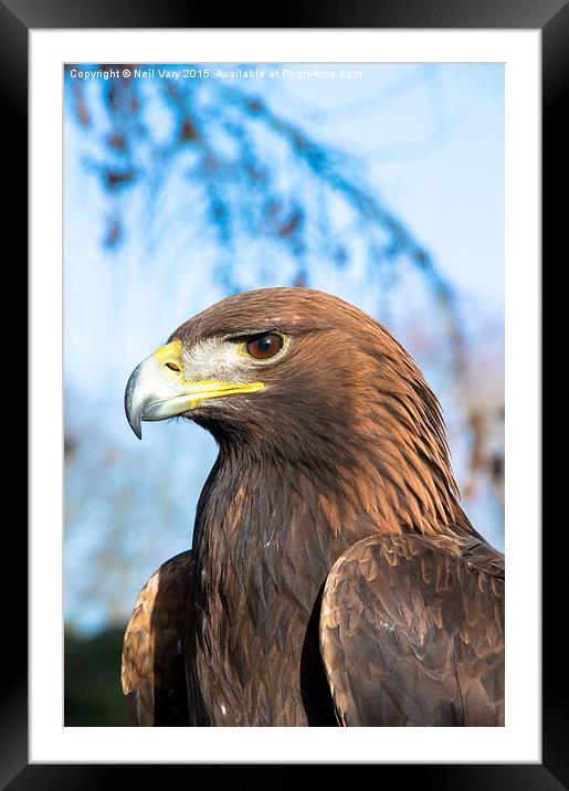  Shadow The Golden Eagle From York Bird Of Prey Ce Framed Mounted Print by Neil Vary