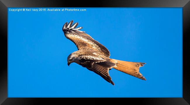  Red Kite searching for food Framed Print by Neil Vary