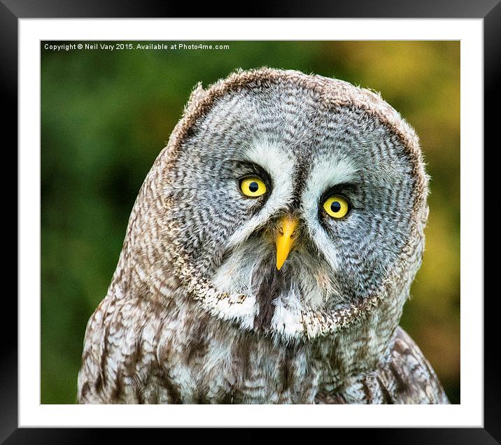  Great Gray Owl Framed Mounted Print by Neil Vary