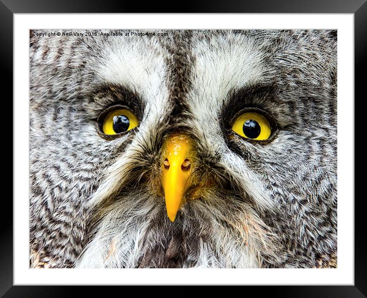  Great Gray Owl Close Up Framed Mounted Print by Neil Vary