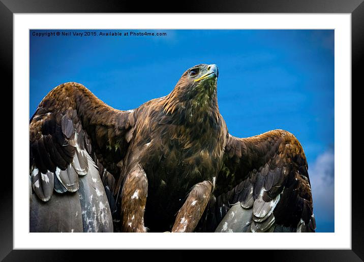  Golden Eagle  Framed Mounted Print by Neil Vary