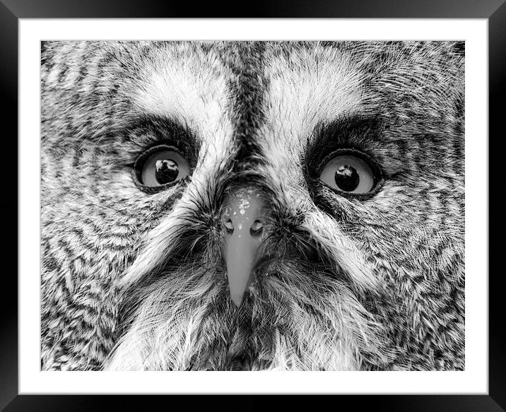 Great Gray Owl Black And White Framed Mounted Print by Neil Vary