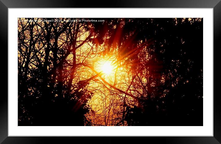  Sunflare Forest Framed Mounted Print by Jon Gopsill