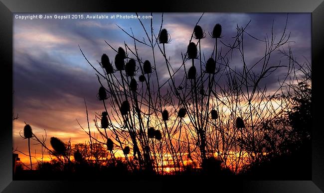 Teasel Sunset  Framed Print by Jon Gopsill