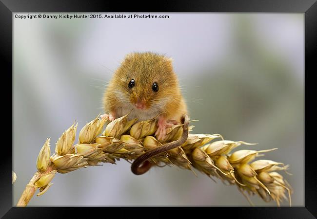  Harvest Mouse on Wheat Framed Print by Danny Kidby-Hunter