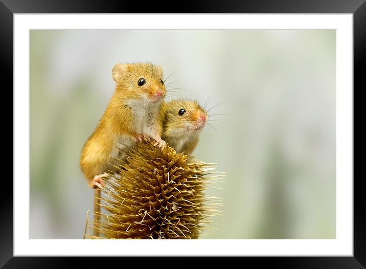  Harvest Mice on Lookout  Framed Mounted Print by Danny Kidby-Hunter