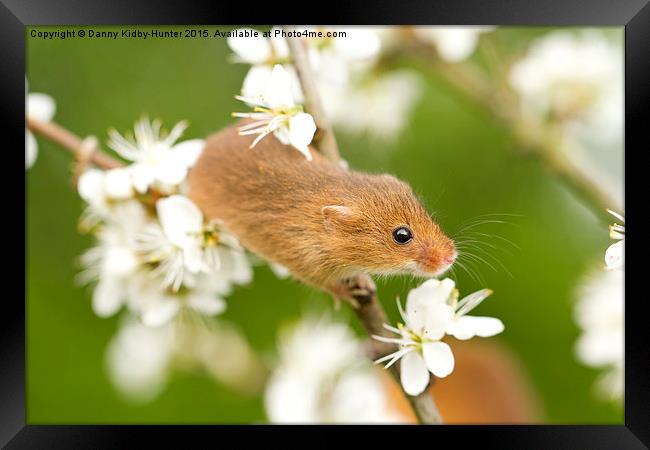  Harvest Mouse amongst the flowers Framed Print by Danny Kidby-Hunter