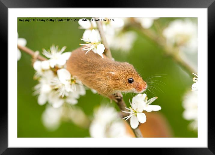  Harvest Mouse amongst the flowers Framed Mounted Print by Danny Kidby-Hunter