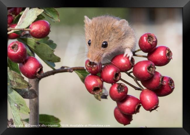Harvest Mouse on Berries Framed Print by Danny Kidby-Hunter