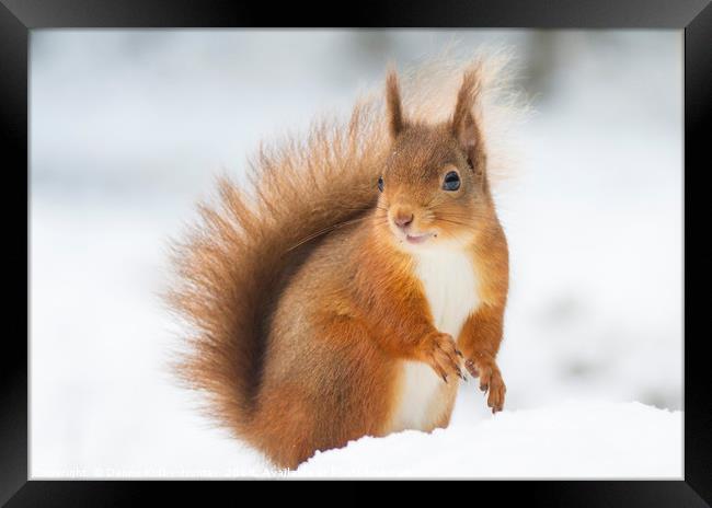 Red Squirrel in Snow Framed Print by Danny Kidby-Hunter