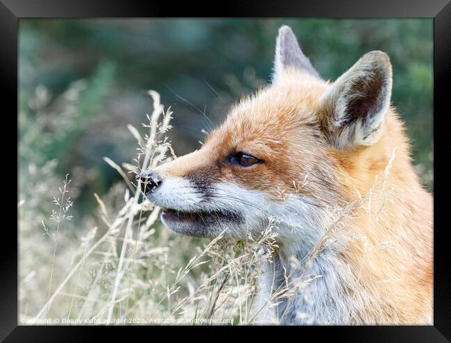 A Fox smelling the grass Framed Print by Danny Kidby-Hunter