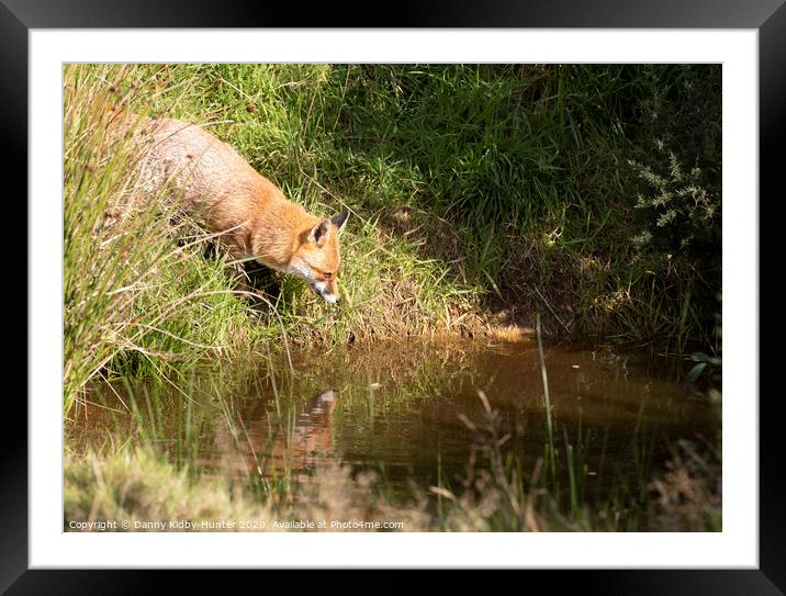 Red fox reflection Framed Mounted Print by Danny Kidby-Hunter