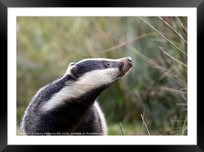 Inquisitive Badger Framed Mounted Print by Danny Kidby-Hunter