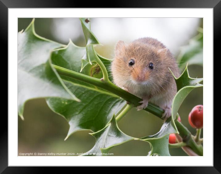 Harvest Mouse on holly Framed Mounted Print by Danny Kidby-Hunter
